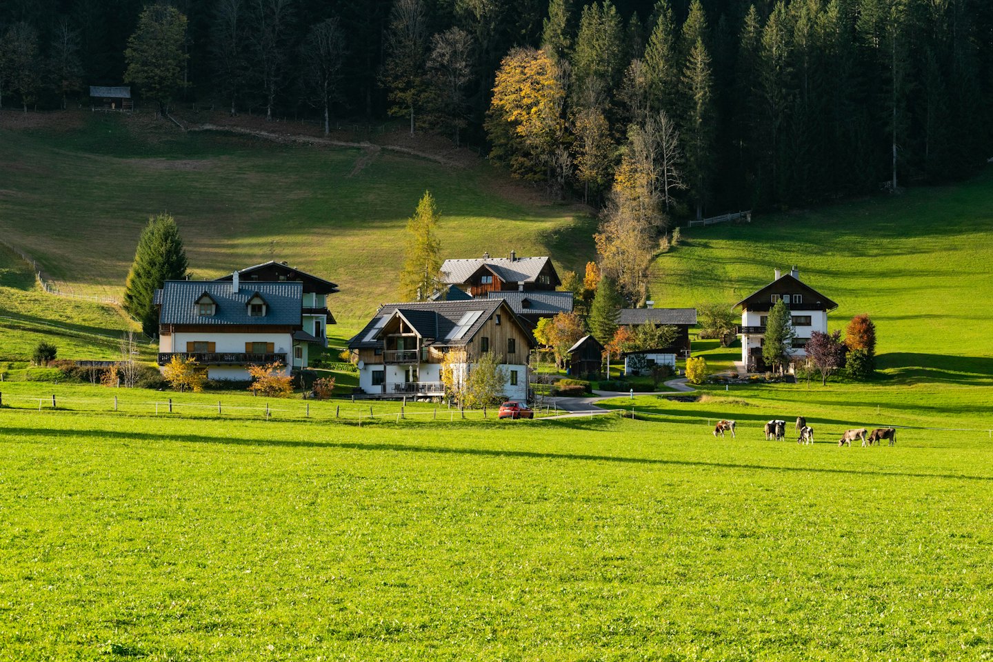 Cows graze in a pasture near rural mountain chalets.